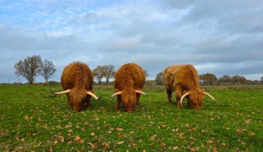 Winter is ver weg, mogelijk warmterecord op komst