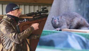 Al meer dan 800 ratten gedood op Terschelling, maar het front verschuift
