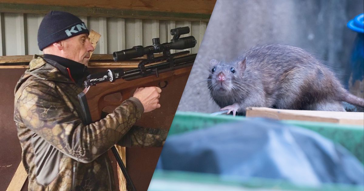 Al meer dan 800 ratten gedood op Terschelling, maar het front verschuift