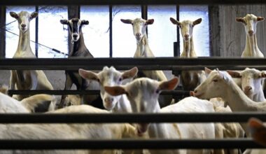 Meer dan de helft van de professionele geitenhouderijen zit te dicht op zorglocaties en basisscholen - Het Financieele Dagblad