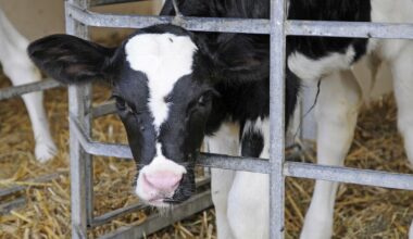 Man (30) uit Oldeberkoop aangehouden voor bedreiging veehouder in Zuid-Holland
