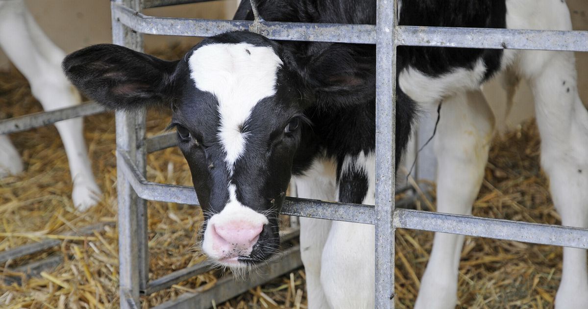 Man (30) uit Oldeberkoop aangehouden voor bedreiging veehouder in Zuid-Holland