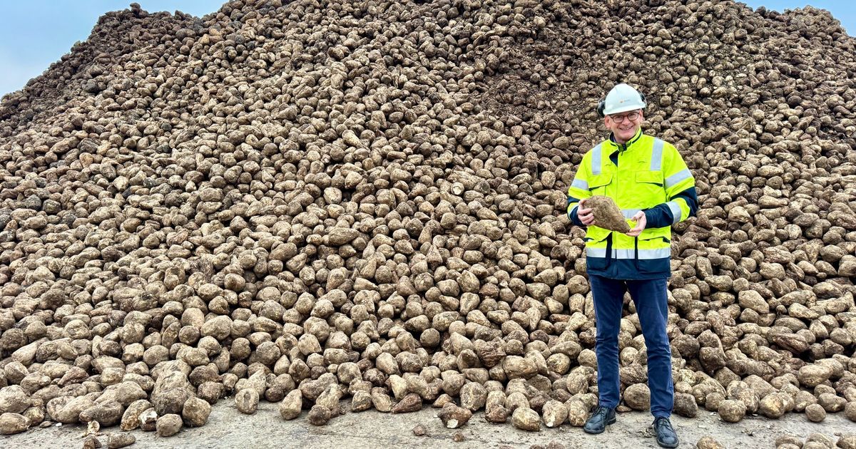 Made in Grunn: Het witte goud uit de Cosun-fabriek in Hoogkerk