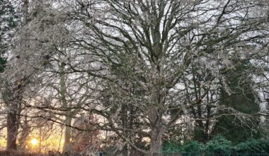 Bomen nodig? Binnenkort worden 18.000 exemplaren uitgedeeld