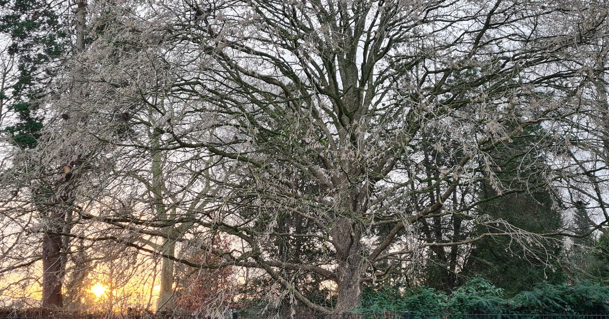 Bomen nodig? Binnenkort worden 18.000 exemplaren uitgedeeld