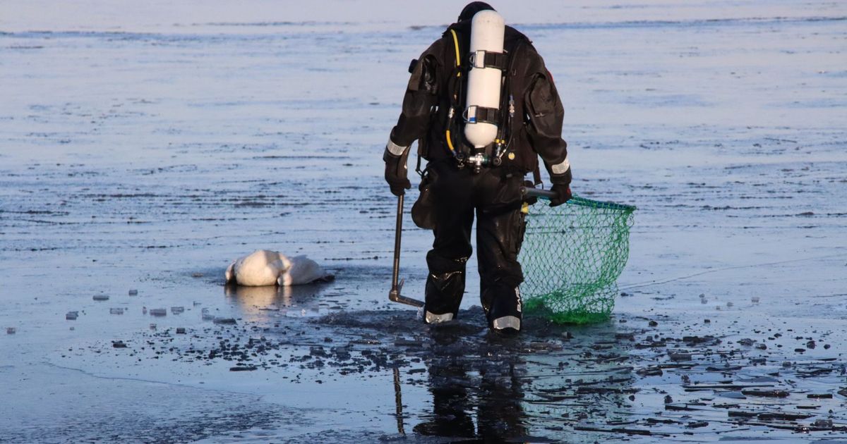 Brandweer redt zwanen • brand in monumentaal pand