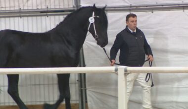 Stal van Age Okkema heeft een nieuwe ster, zo blijkt op de keuring in Harich