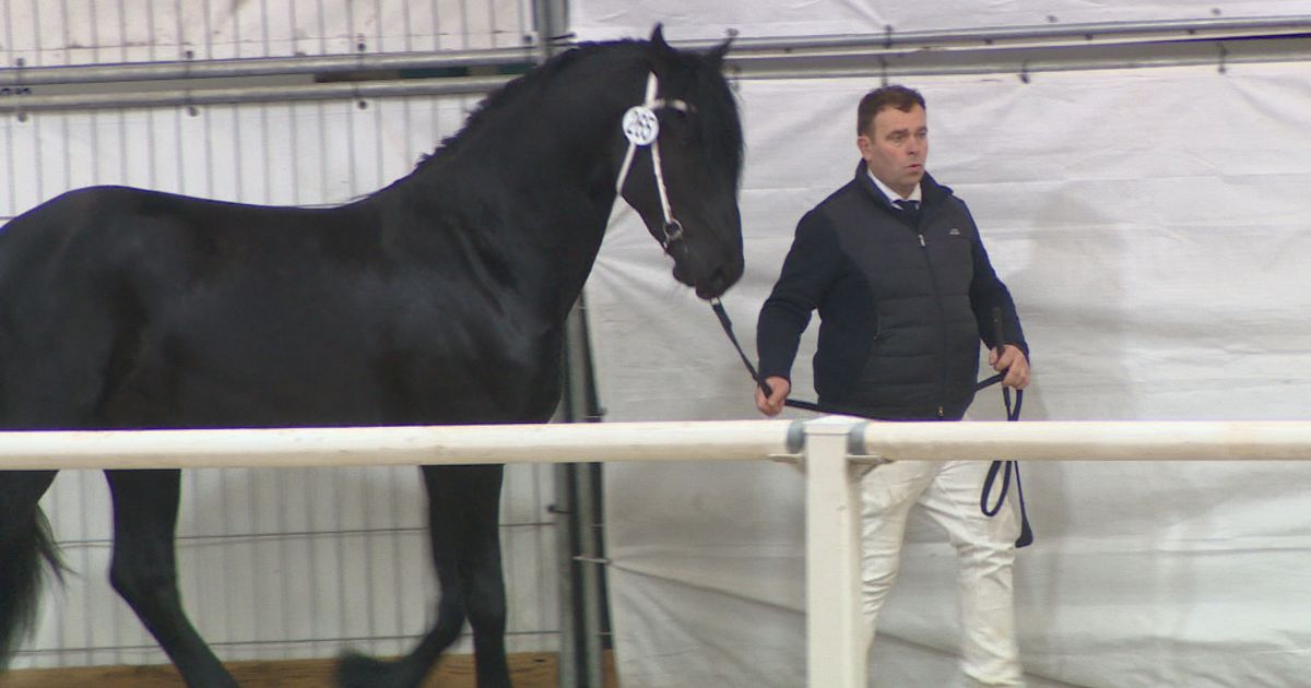 Stal van Age Okkema heeft een nieuwe ster, zo blijkt op de keuring in Harich