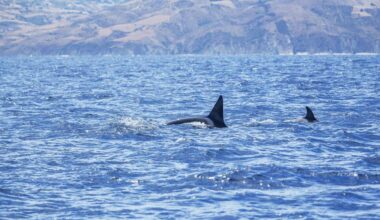 Het Nederlandse gezin werd aan de Portugese kust, vroeg in de ochtend, aangevallen door meerdere orka’s (niet de dieren op de foto).