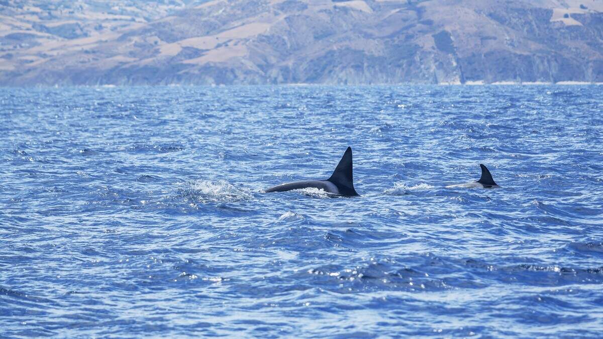 Het Nederlandse gezin werd aan de Portugese kust, vroeg in de ochtend, aangevallen door meerdere orka’s (niet de dieren op de foto).
