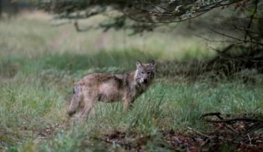'Gedode wolf Utrechtse Heuvelrug is vrijwel zeker Bram'