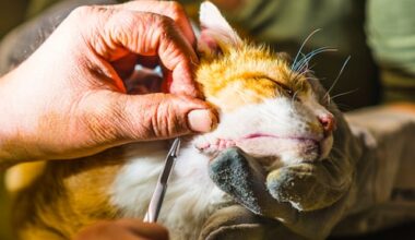 eigenaar huisdier vaker te duur uit bij dierenarts