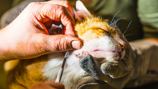eigenaar huisdier vaker te duur uit bij dierenarts