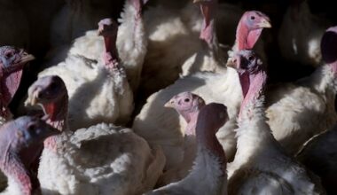 54 pluimveebedrijven binnen straal 10 kilometer