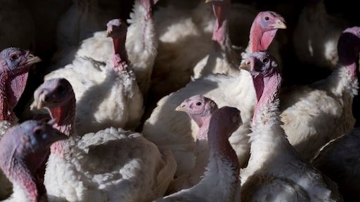 54 pluimveebedrijven binnen straal 10 kilometer