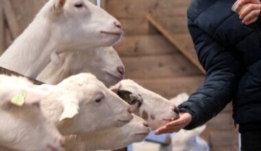 'Ruim helft geitenhouderijen te dicht bij zorglocaties en scholen'