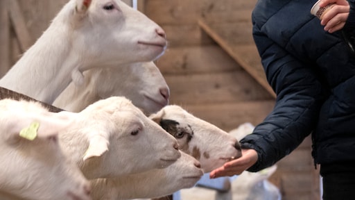 'Ruim helft geitenhouderijen te dicht bij zorglocaties en scholen'