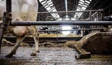 Flinke tegenvaller voor boeren en minister Wiersma: uitzondering mestregels verdwijnt