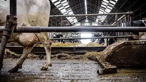 Flinke tegenvaller voor boeren en minister Wiersma: uitzondering mestregels verdwijnt