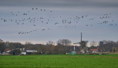 Ongewoon zachte temperaturen zetten door, winter lijkt op halve kracht te draaien