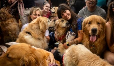 2397 golden retrievers bij elkaar in Argentijns park
