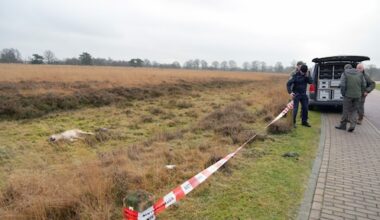 Automobilist meldt zich: wolf doodgereden in Drenthe