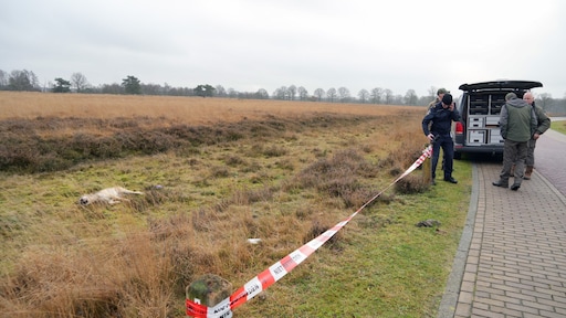 Automobilist meldt zich: wolf doodgereden in Drenthe