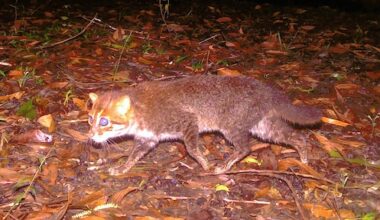 platkopkat gezien in Thailand voor het eerst in 30 jaar tijd