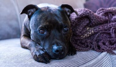 Vuurwerkangst bij huisdieren? Zo bereid je ze voor op oud en nieuw