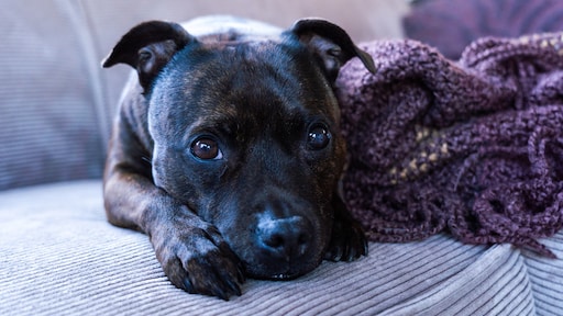 Vuurwerkangst bij huisdieren? Zo bereid je ze voor op oud en nieuw