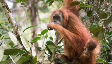 Door overstromingen kan de zeldzaamste mensaap ter wereld verdwijnen