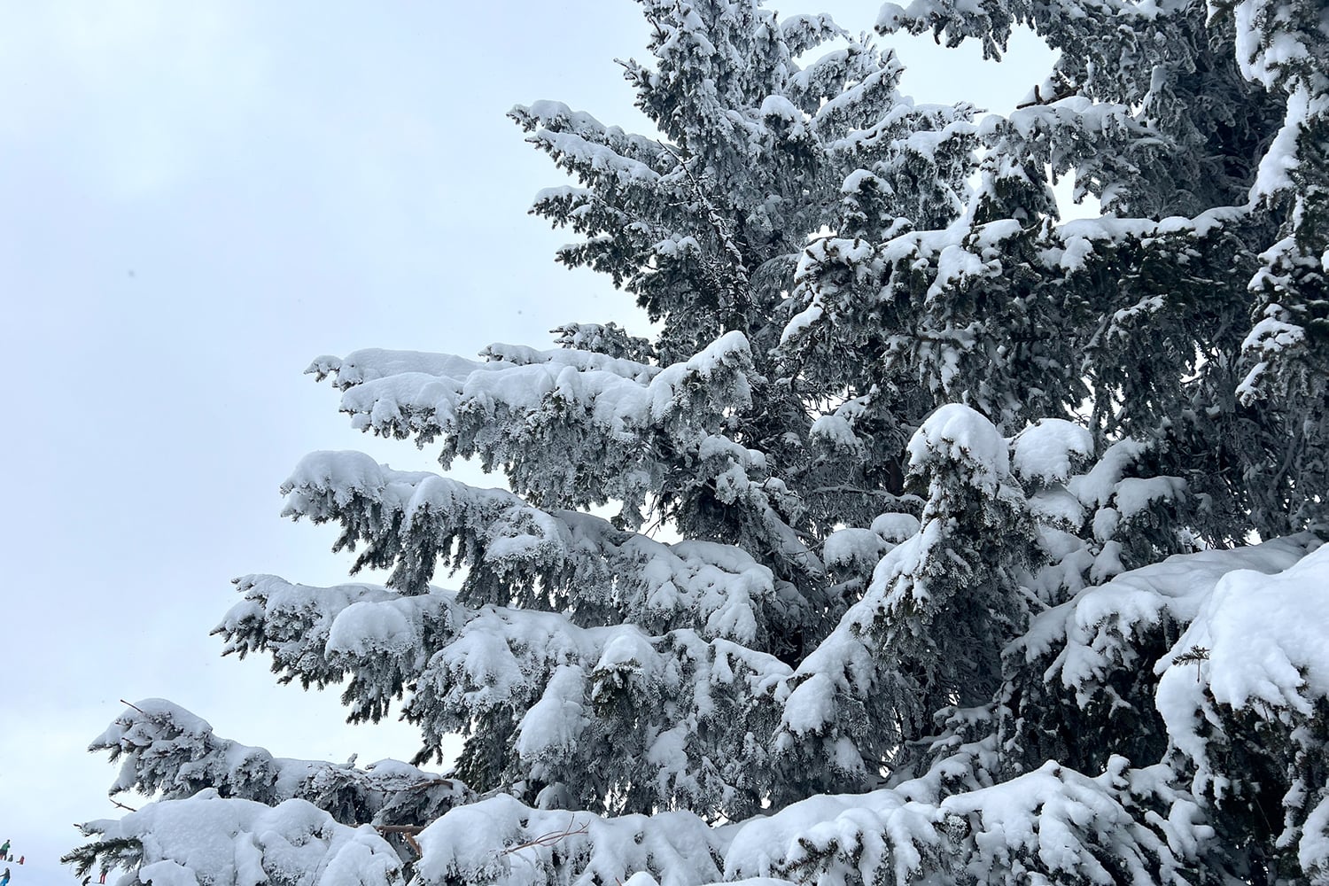januari 2026 ziet er ineens totaal anders uit volgens weerexpert