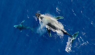 Uniek nieuw onderzoek bij walvissen: 'Alsof je snot verzamelt'