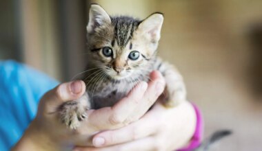 De kans dat een kat of andere zoogdieren besmet raken is klein. Desondanks is het van belang dat katteneigenaren alert blijven. 