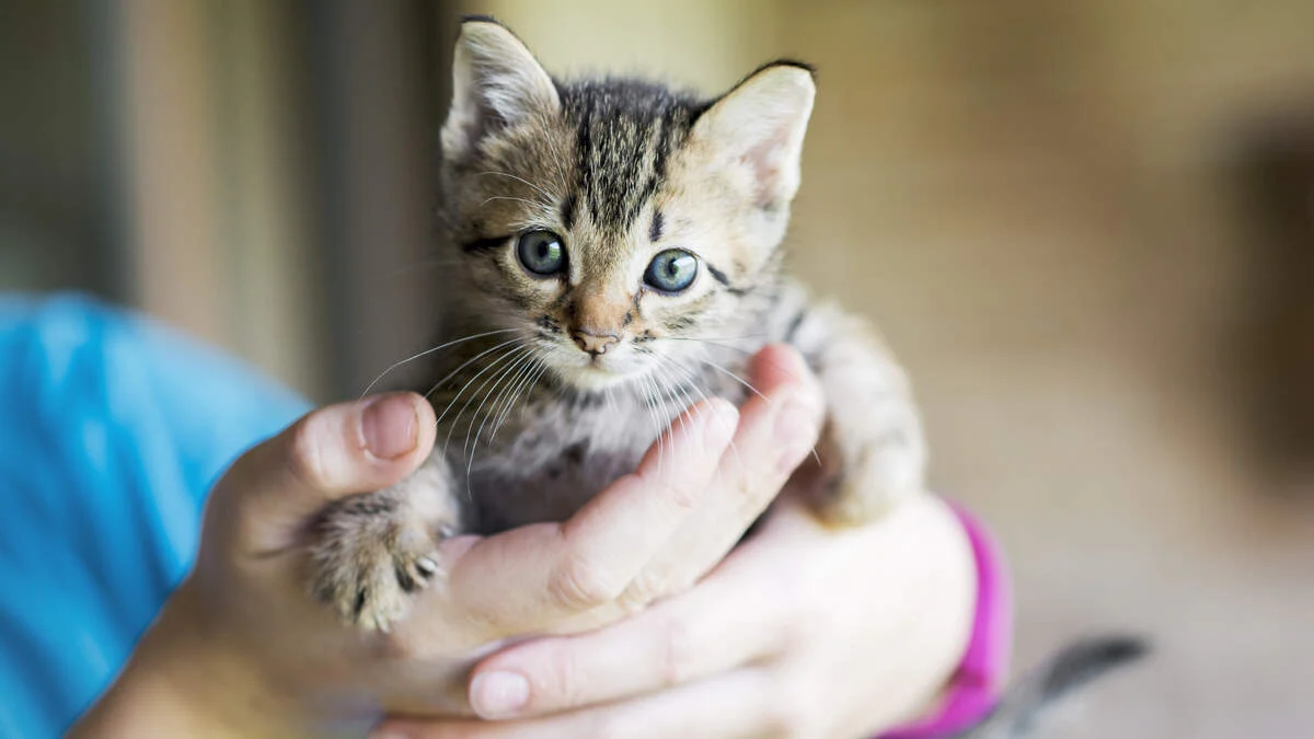 De kans dat een kat of andere zoogdieren besmet raken is klein. Desondanks is het van belang dat katteneigenaren alert blijven. 