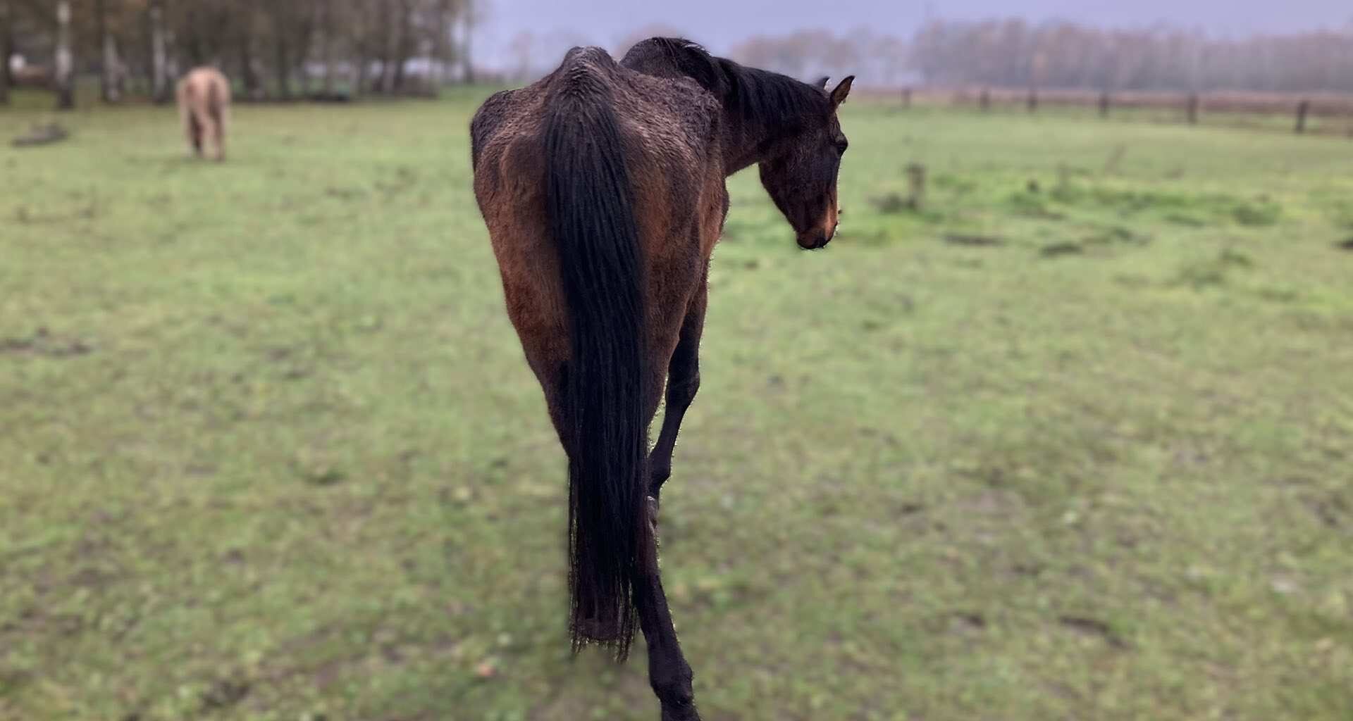 Zes ernstig vermagerde paarden in bewaring genomen in Leudal