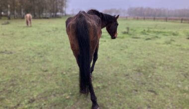 Zes ernstig vermagerde paarden in bewaring genomen in Leudal