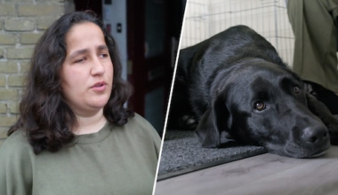 Bouwbedrijf schuift schuld op blindengeleidehond na ernstige val van Sibel in Recht Door Zeeman: 'Afschuwelijk'