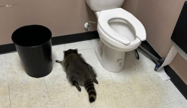 Wasbeer laat ravage achter in slijterij, slaapt roes uit in toilet