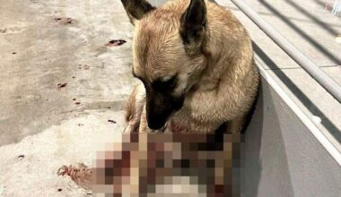 De zwaargewonde hond die werd gered door drie Nederlandse jongeren die het ongeluk zagen gebeuren en lang bij het dier bleven.