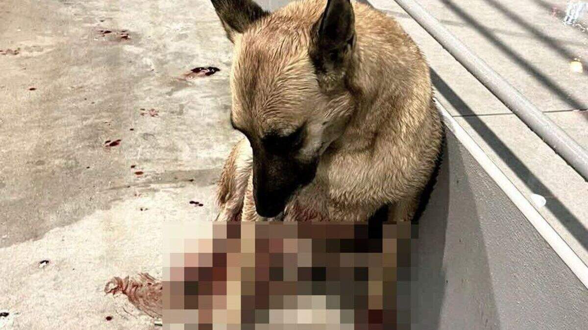 De zwaargewonde hond die werd gered door drie Nederlandse jongeren die het ongeluk zagen gebeuren en lang bij het dier bleven.