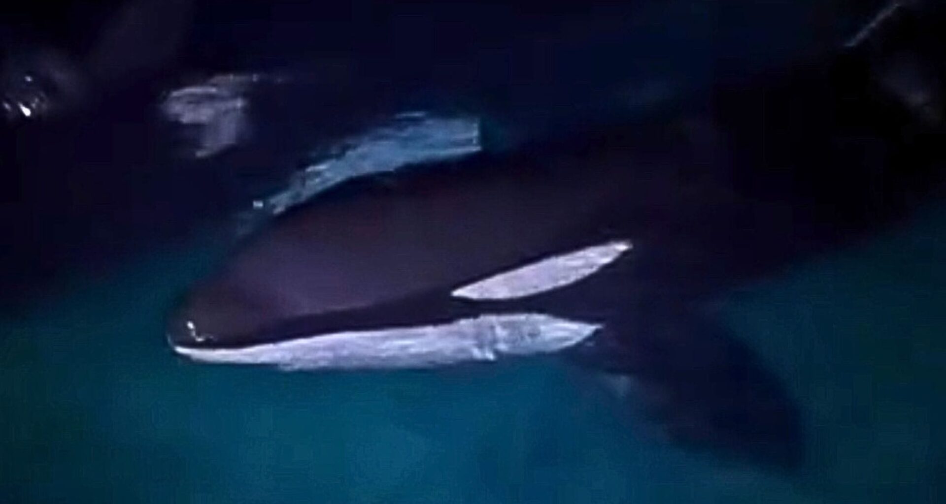 Inbraak in Frans dolfinarium: indringers filmen hoe ze orka’s aanraken