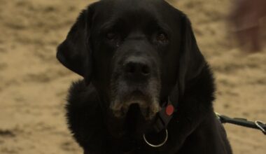 Therapie voor honden met angst voor vuurwerk: 'Mollie durfde niet naar buiten'