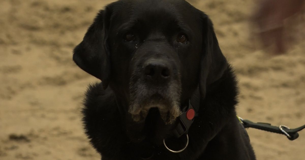 Therapie voor honden met angst voor vuurwerk: 'Mollie durfde niet naar buiten'