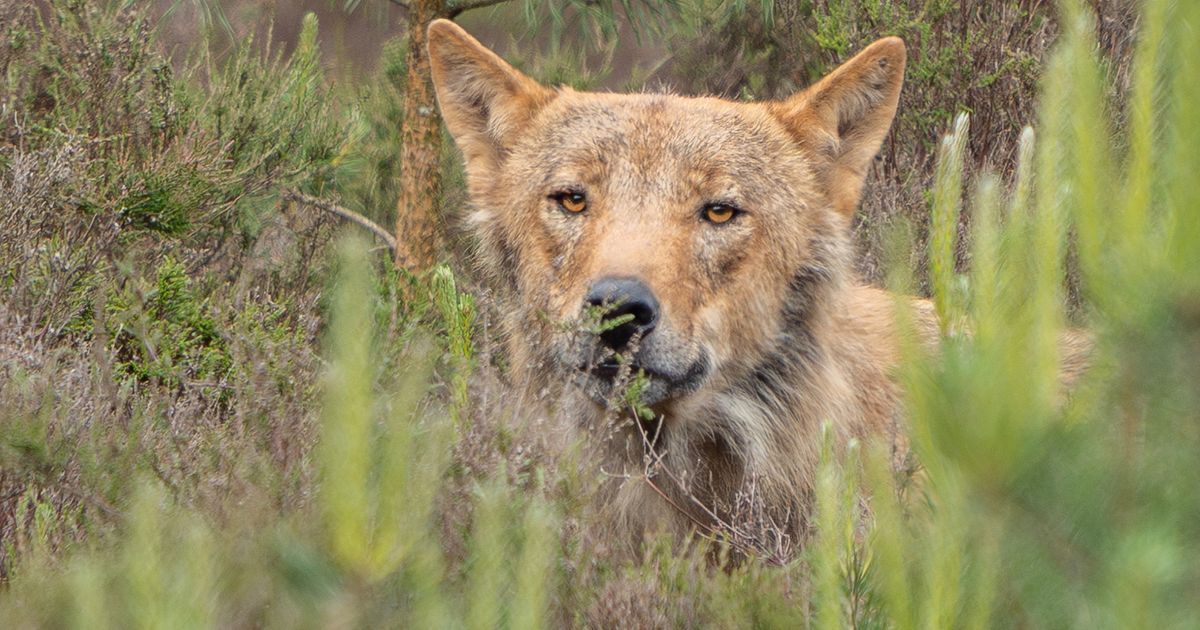 Jager schiet wolf dood op Utrechtse Heuvelrug, mogelijk probleemwolf