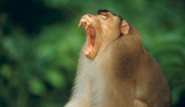 Niet de agressieve aap uit het verhaal