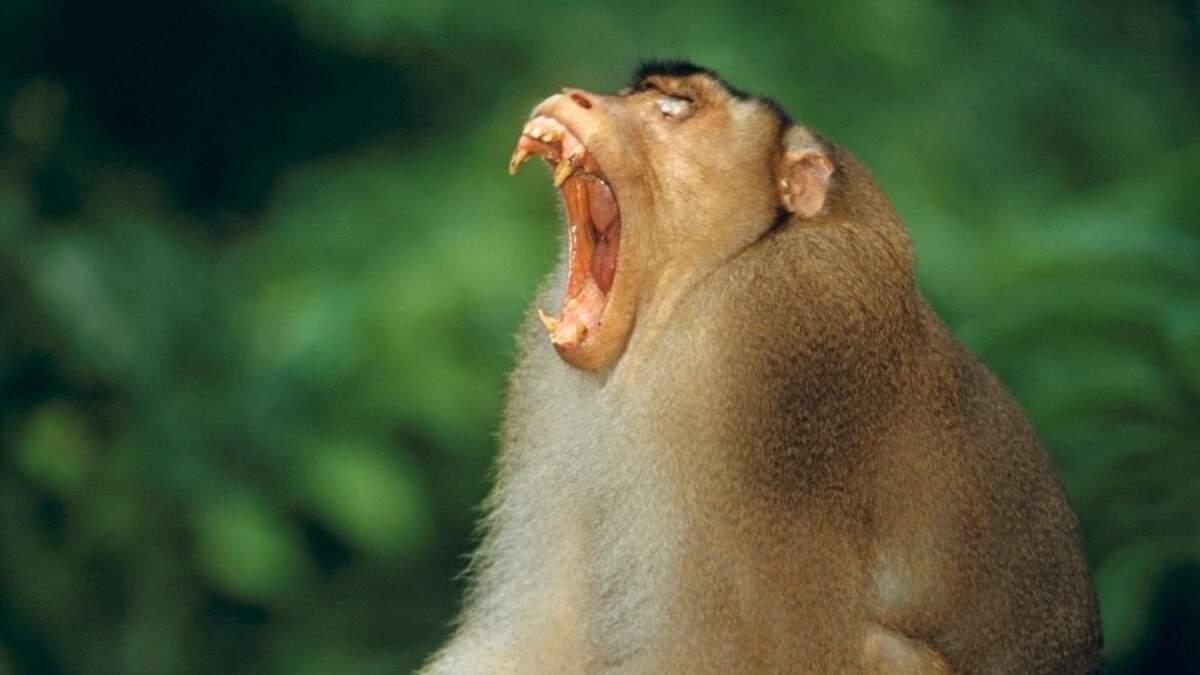 Niet de agressieve aap uit het verhaal