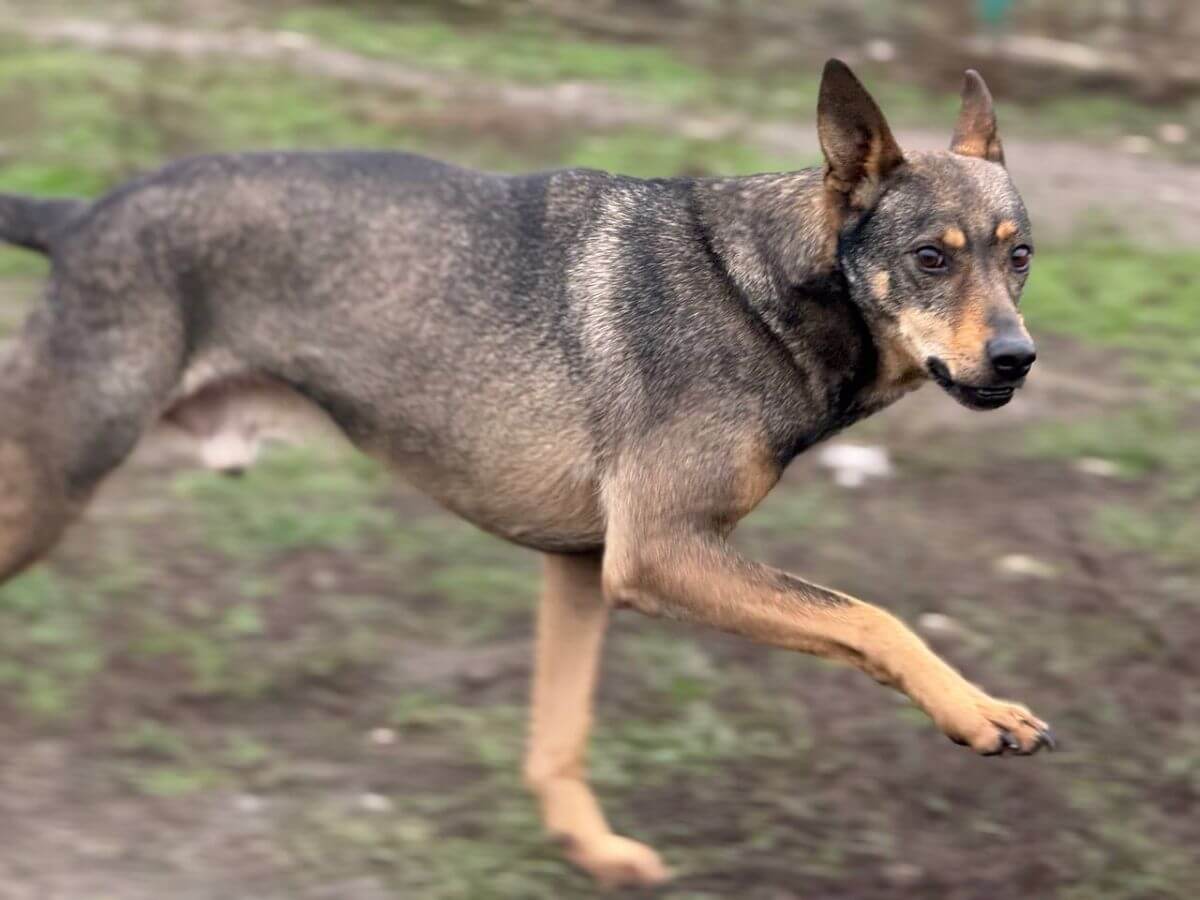 Hond Malysh | Foto: Pegasus