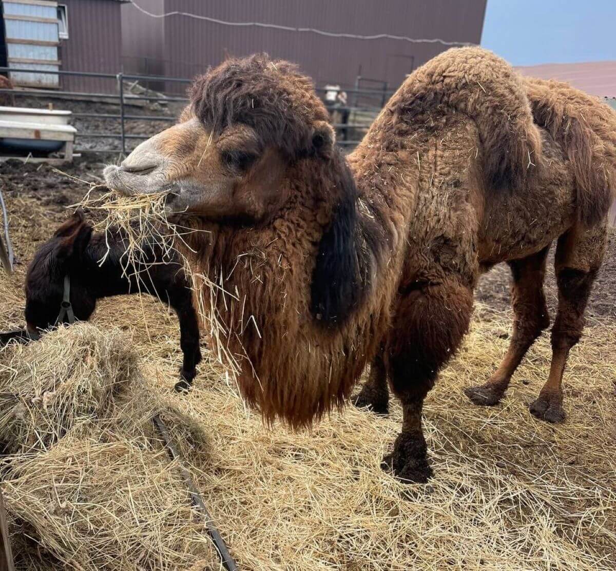 Kameel Yasha kan weer hooi eten. Hooi van House of Animals.
