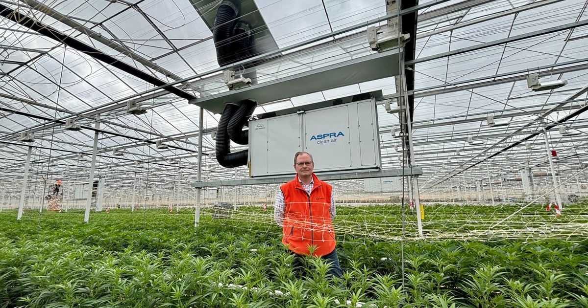 Vertrouwen in legale wietteler is weg: gemeente wil de stekker eruit trekken